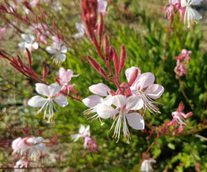 Gaura Lindheimera