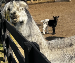 Słodka kózka z Wojciechowa szuka imienia