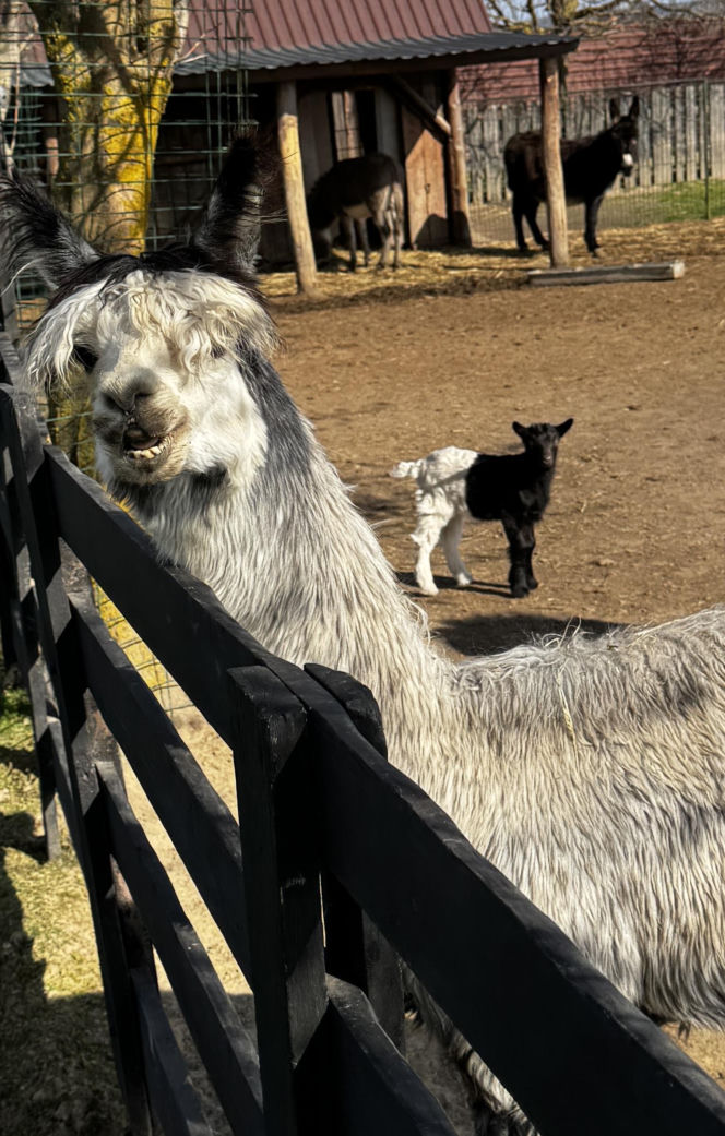Słodka kózka z Wojciechowa szuka imienia