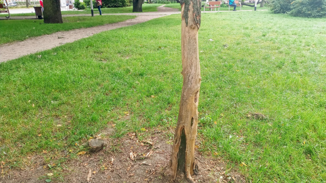 Ktoś celowo okalecza drzewa w centrum Szczecina