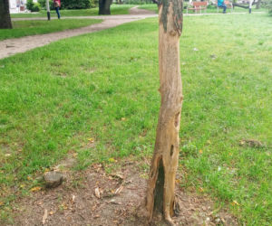 Ktoś celowo okalecza drzewa w centrum Szczecina