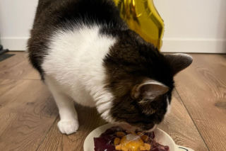 Panduś świętuje rocznicę nowego życia