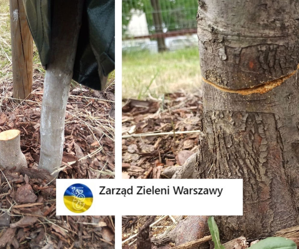 Zniszczone drzewa przy Modlinskiej 203