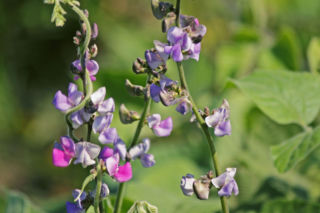 Fasolnik egipski - Lablab purpureus