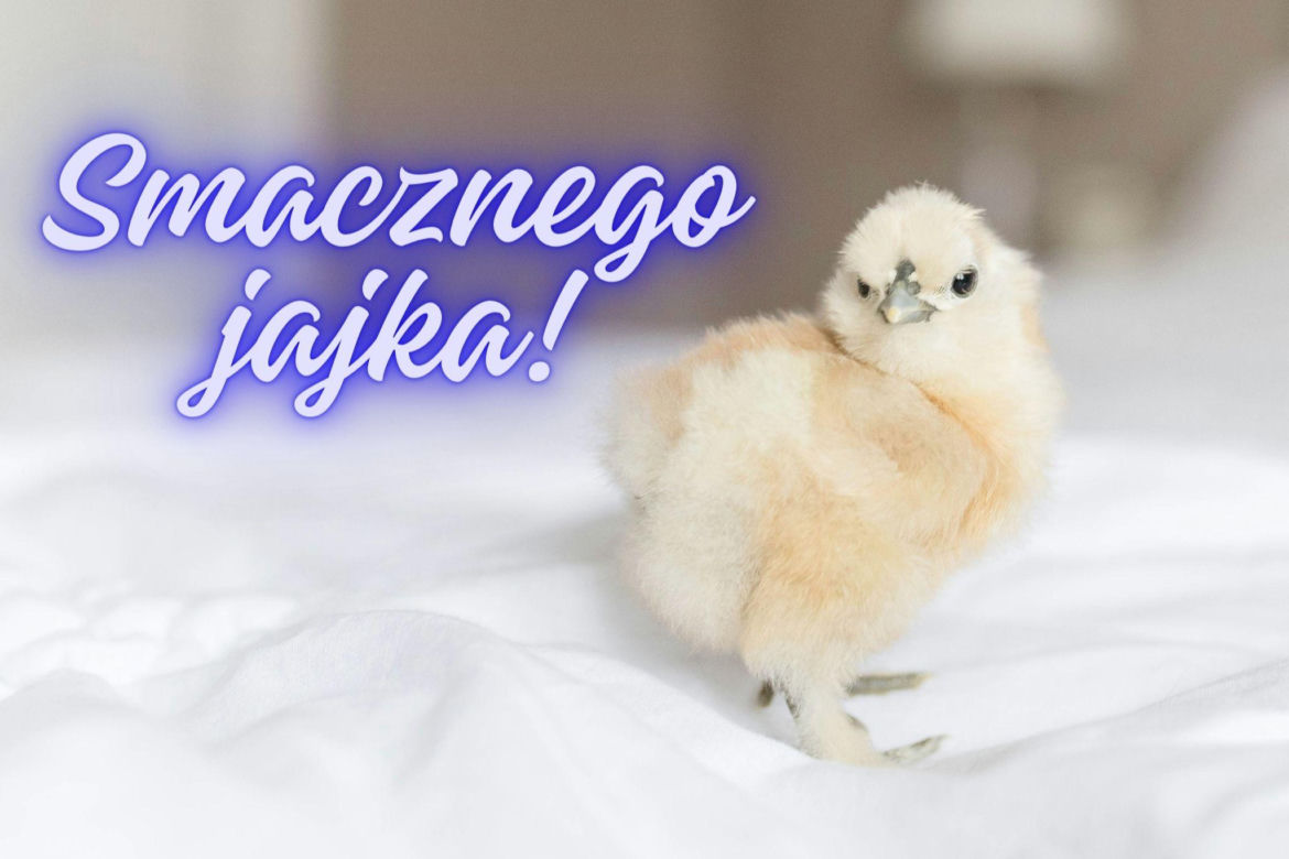Darmowe kartki z życzeniami na Wielkanoc. Oryginalne obrazki dla każdego!