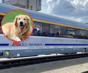 Kochamy jeździć ze zwierzętami. Są pewne zasady