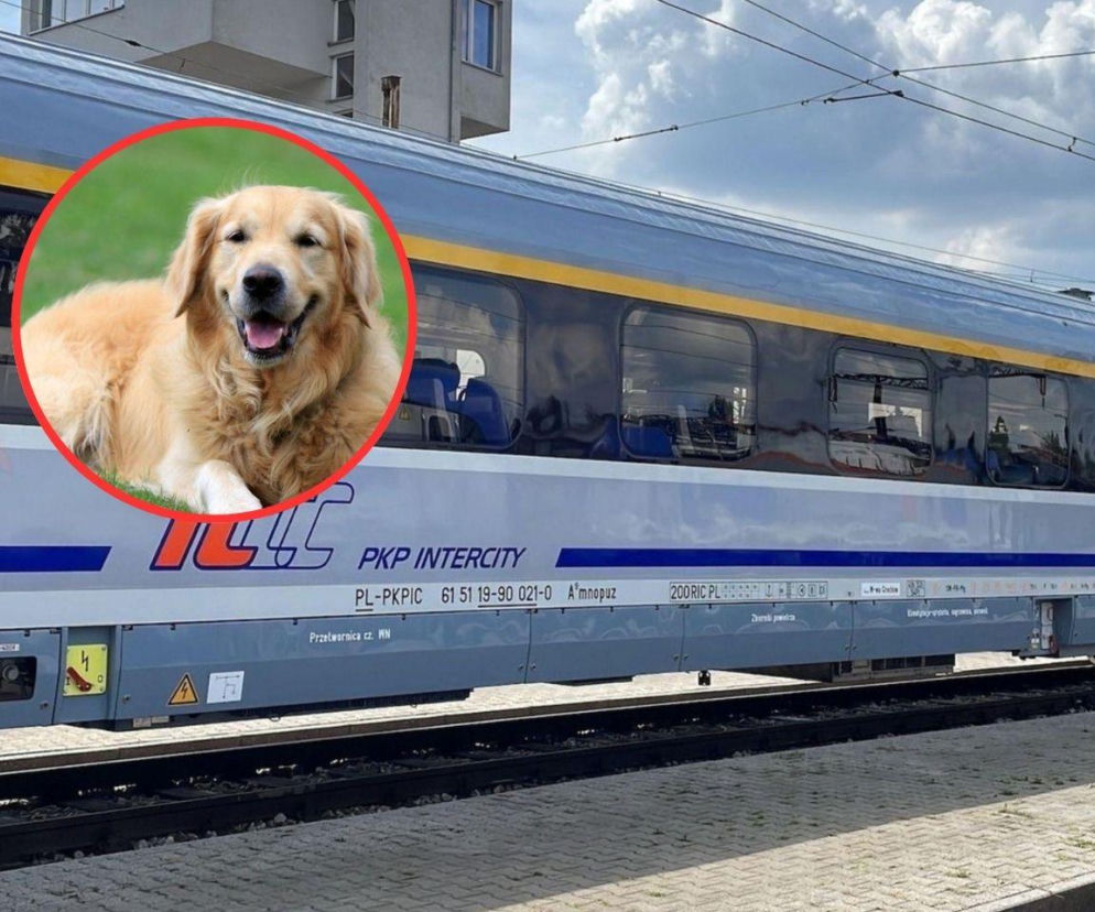 Coraz więcej zwierząt w pociągach. PKP Intercity przypomina najważniejsze zasady podróży