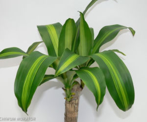 Dracena wonna ‘Massangeana’