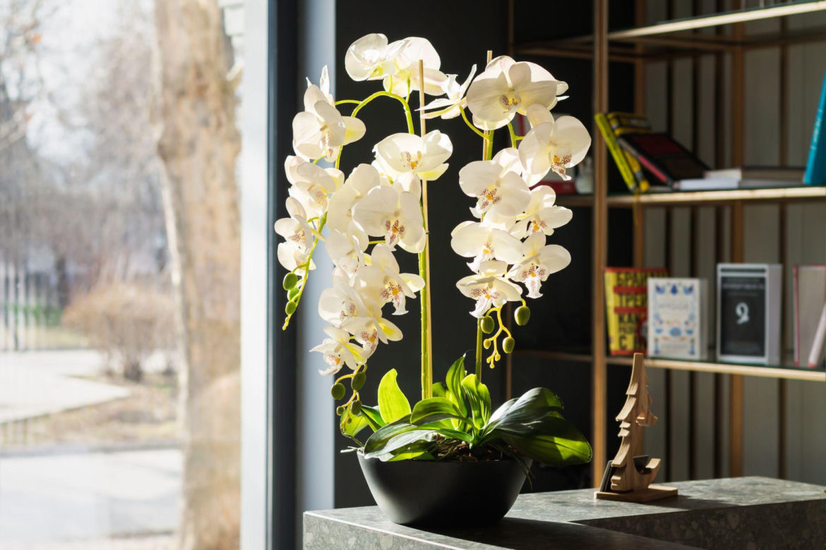 Storczyk Phalaenopsis