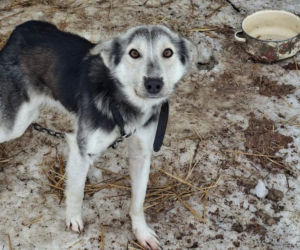 Szesnaście skrajnie zaniedbanych psów. Małżeństwo odpowie za znęcanie się nad zwierzętami