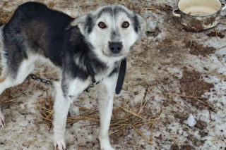 Szesnaście skrajnie zaniedbanych psów. Małżeństwo odpowie za znęcanie się nad zwierzętami