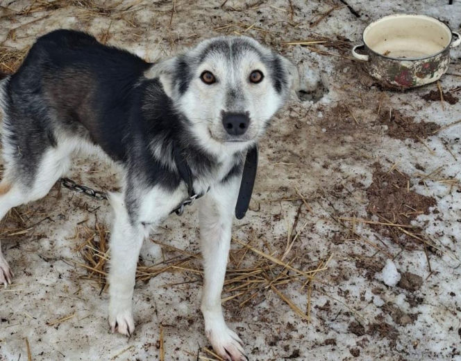 Szesnaście skrajnie zaniedbanych psów. Małżeństwo odpowie za znęcanie się nad zwierzętami