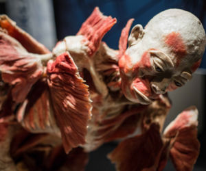 Bodies Revealed