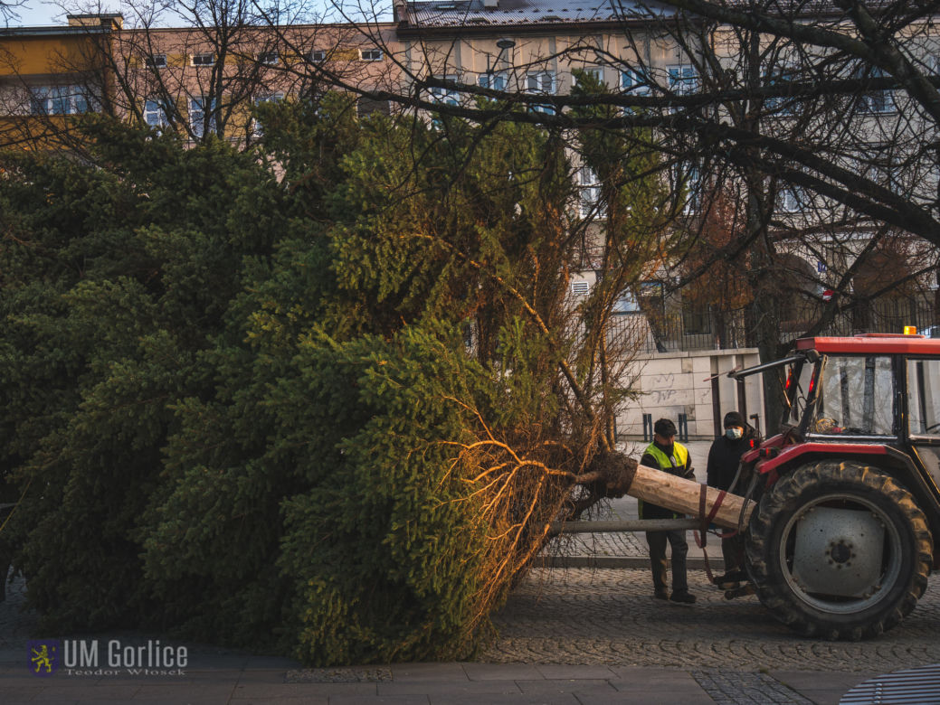 Choinka już stoi na rynku w Gorlicach! WSPANIAŁY świerk mierzy ponad 10 metrów