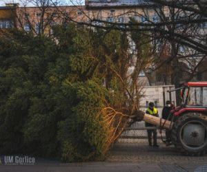 Choinka już stoi na rynku w Gorlicach! WSPANIAŁY świerk mierzy ponad 10 metrów