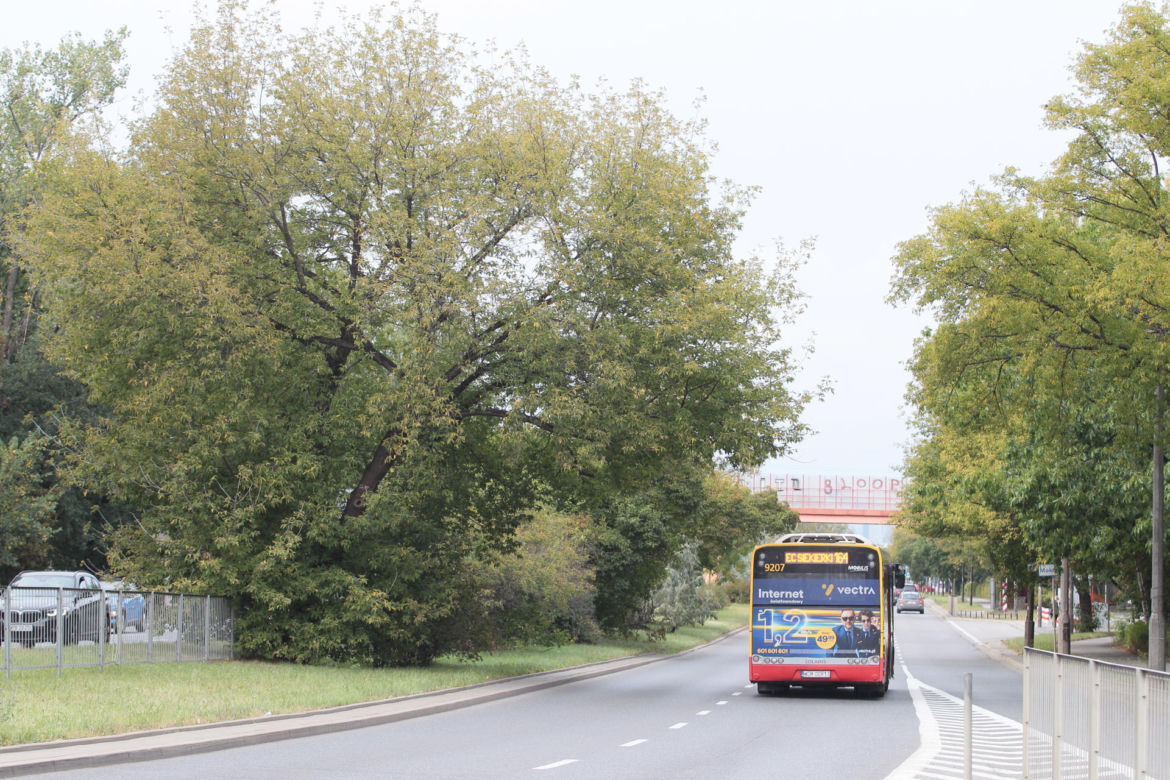 Tramwajarze wytną setki drzew pod budowę trasy tramwajowej do Wilanowa