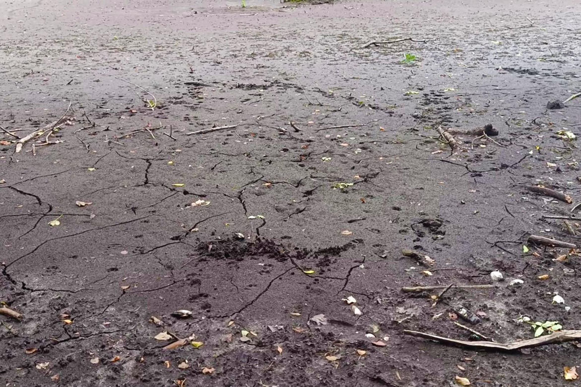 Wyschnięty Staw Wędkarski w Szczecinie
