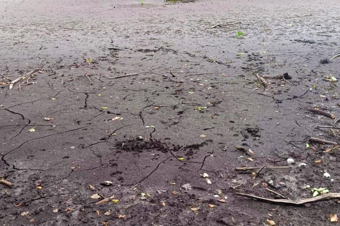 Wyschnięty Staw Wędkarski w Szczecinie
