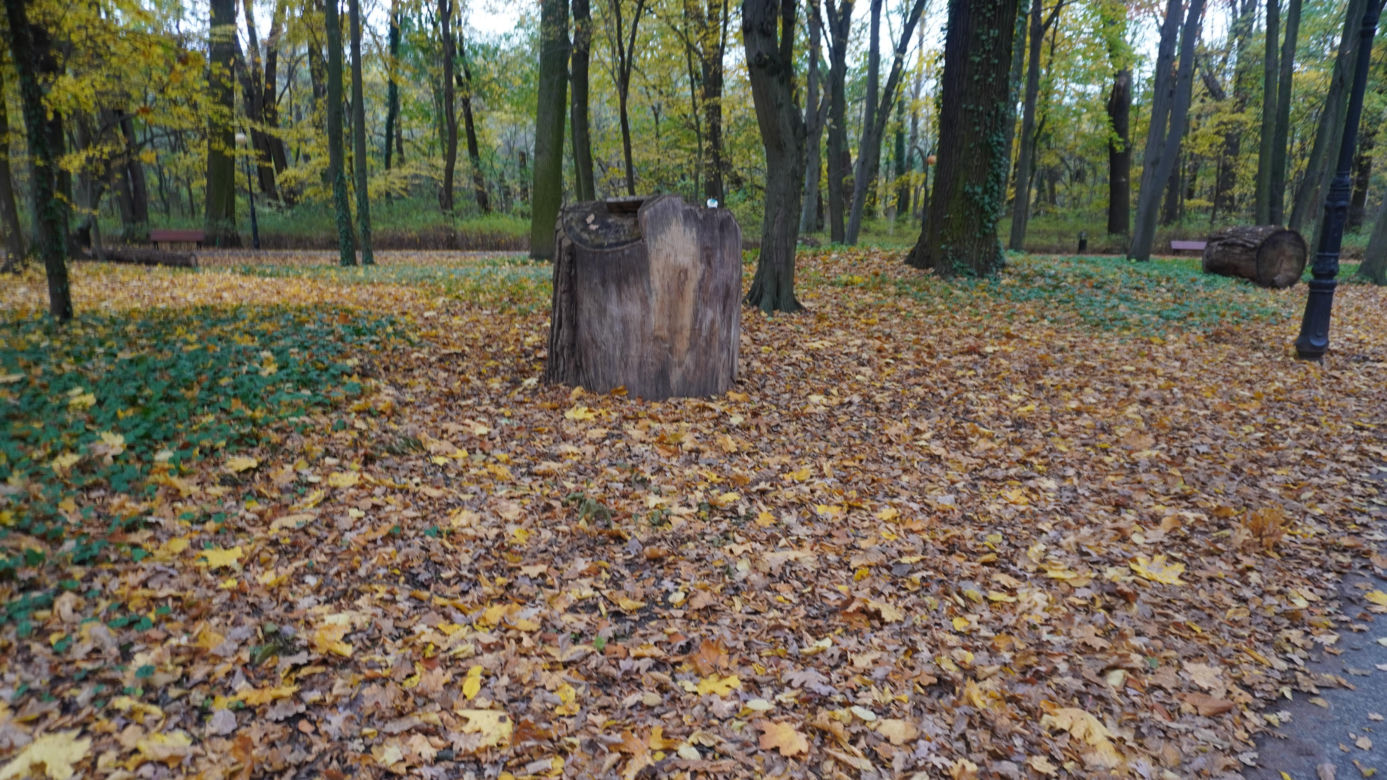 Park Sołacki w Poznaniu jesienią