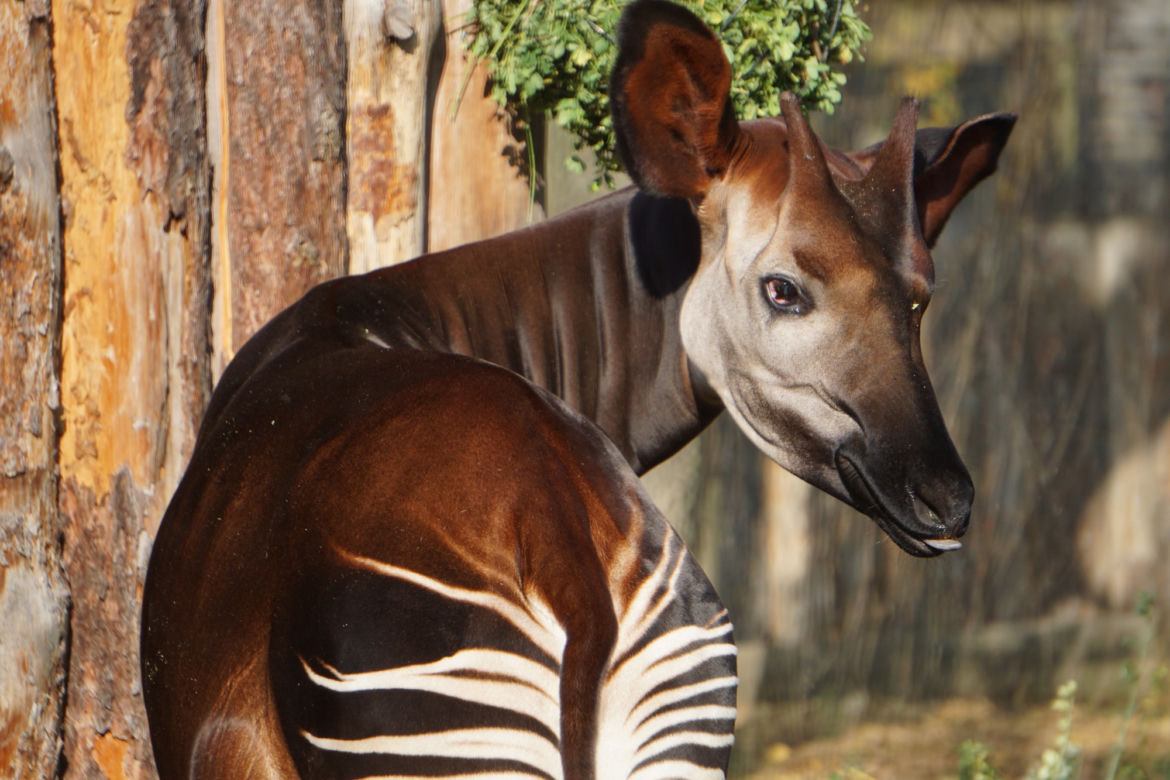 Zoo Wrocław: Okapi