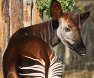 Zoo Wrocław: Okapi