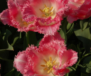 Tulipany strzępiaste