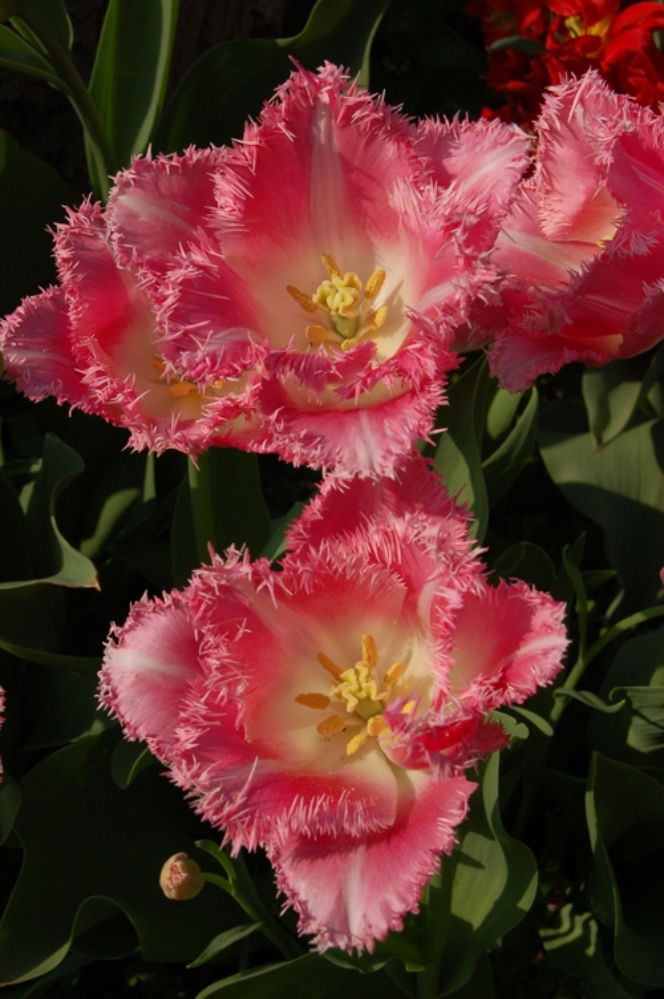 Tulipany strzępiaste