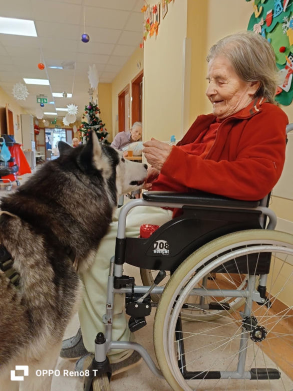 Dogoterapia w starachowickim ZOL-u. Czworonożnym terapeutą jest uroczy Hachi