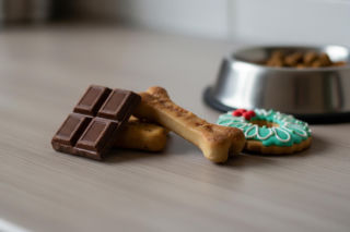 Potrawy świąteczne dla zwierząt. Czy mogą być śmiertelnie niebezpieczne?