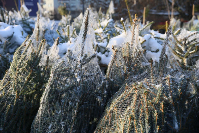 Sprzedaż choinek