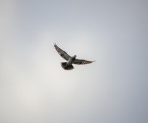 Częściowe zawieszenie broni w Ukrainie. Czy tajemnicze decyzje z Abu Zabi zmienią losy konfliktu?