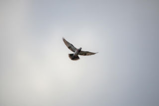 Częściowe zawieszenie broni w Ukrainie. Czy tajemnicze decyzje z Abu Zabi zmienią losy konfliktu?