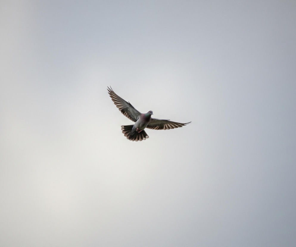 Gołąb w locie wypełnia centralną część kadru na tle jasnego, jednolitego nieba. Jego skrzydła są szeroko rozpostarte, ukazując upierzenie w odcieniach szarości z ciemniejszymi piórami na końcówkach i jasnymi obramowaniami. Szyja ptaka mieni się fioletowo-zielonym odcieniem, a jego głowa skierowana jest nieco w prawo. Poniżej tułowia widoczne są ciemniejsze pióra ogona.