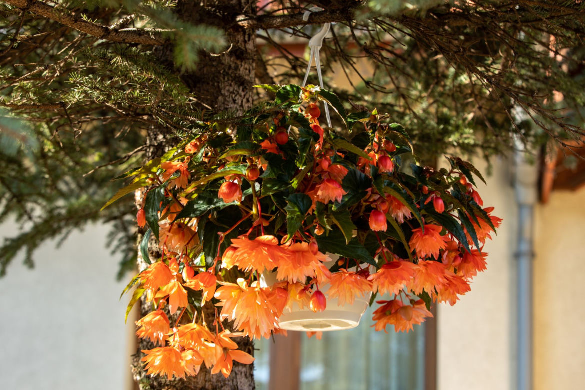 Begonia zwisająca