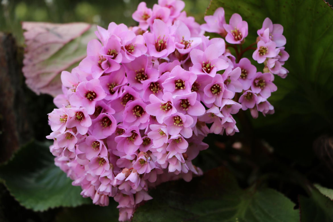 Bergenia