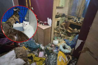 Piekło za zamkniętymi drzwiami. 18 zwierząt żyło wśród robactwa i śmieci!  