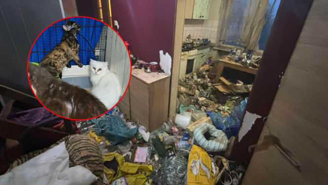 Piekło za zamkniętymi drzwiami. 18 zwierząt żyło wśród robactwa i śmieci!  
