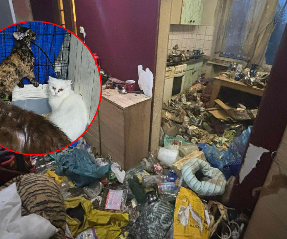 Piekło za zamkniętymi drzwiami. 18 zwierząt żyło wśród robactwa i śmieci!