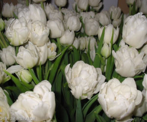 Grupy tulipanów