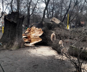 Ogromne drzewo powalone na Plantach [ZDJĘCIA]