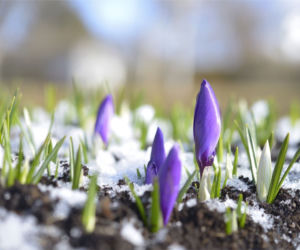 Krokus