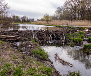Bobrowe tamy na Potoku Służewieckim w Warszawie