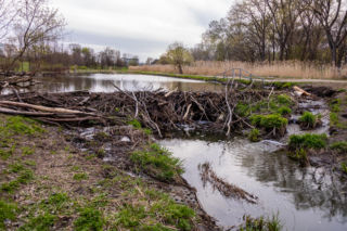 Bobrowe tamy na Potoku Służewieckim w Warszawie