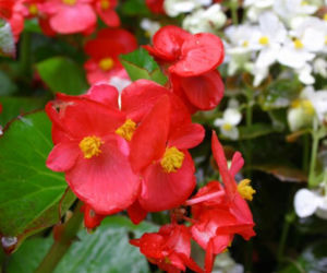 Begonia semperflorens