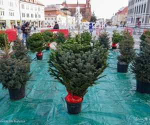Akcja Choinka w Białymstoku. 200 naturalnych drzewek dla mieszkańców