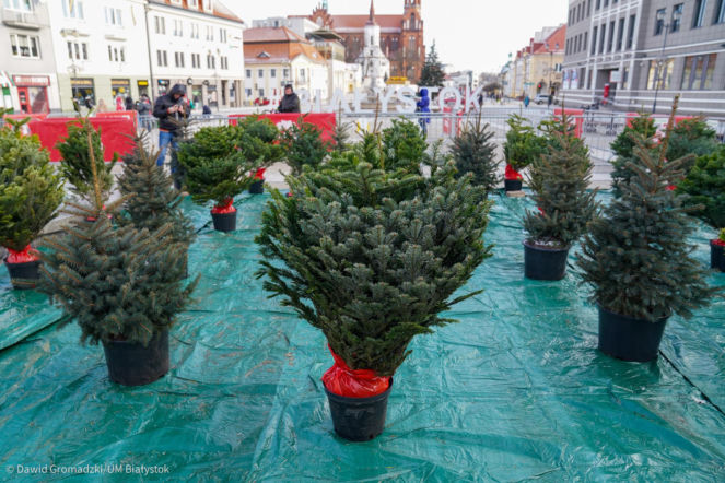 Akcja Choinka w Białymstoku. 200 naturalnych drzewek dla mieszkańców