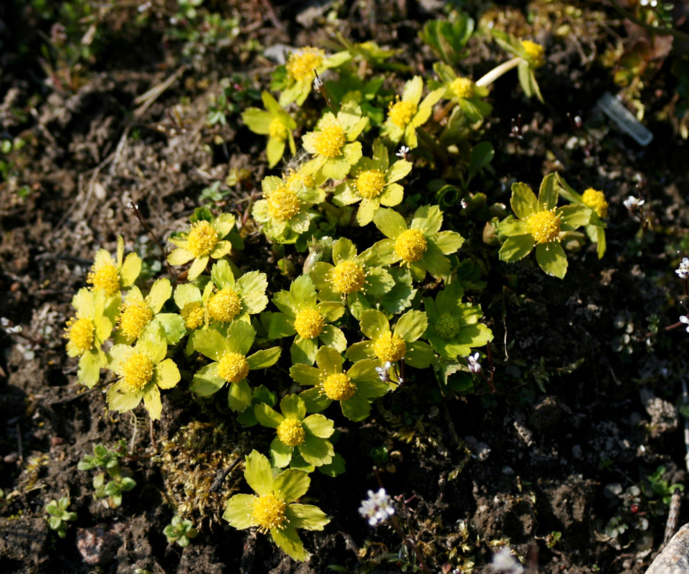 Cieszynianka wiosenna