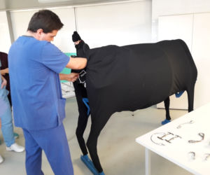 Studenci weterynarii uczą się przyjmować porody