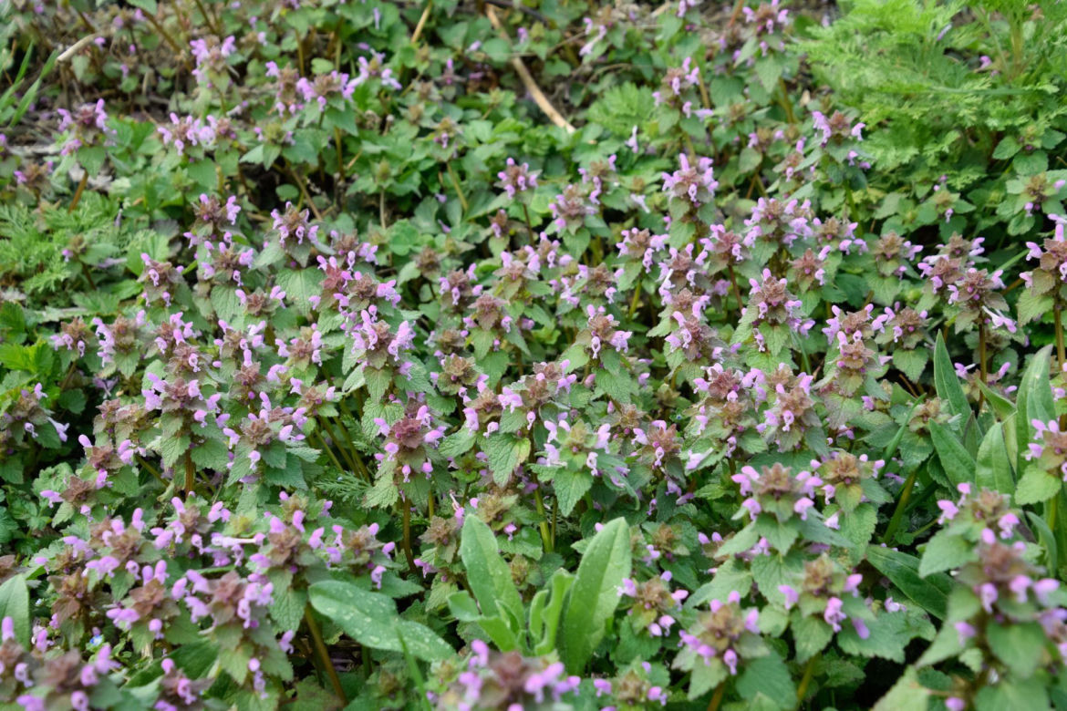 Jasnota purpurowa