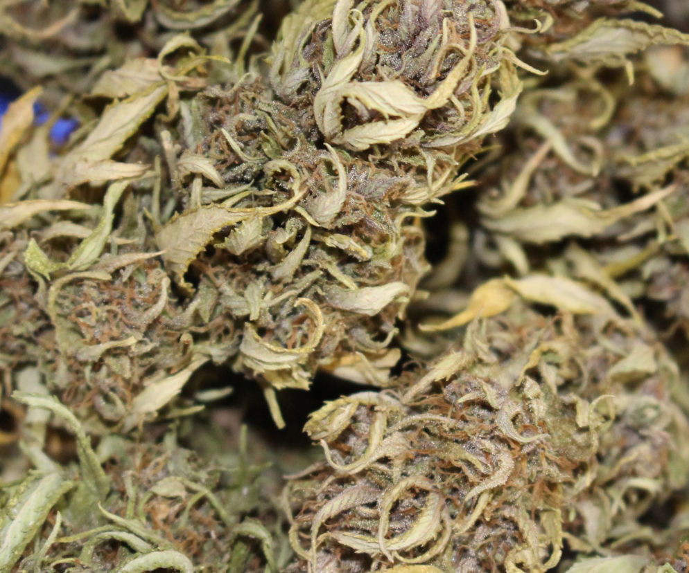 Medyczna Marihuana